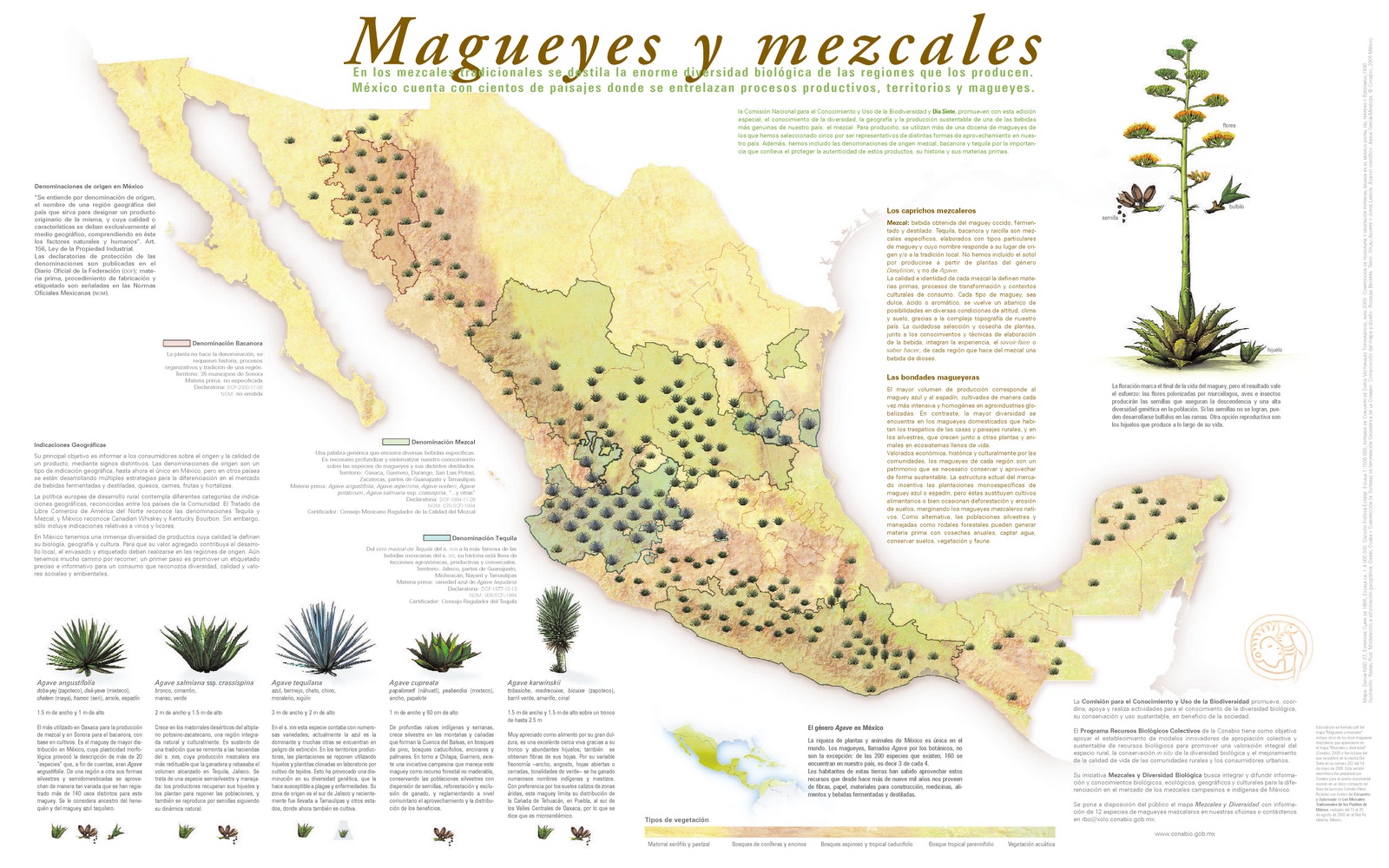 MAGUEYES-Y-DIVERSIDAD