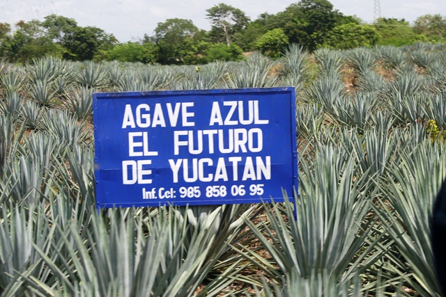 agave-azul
