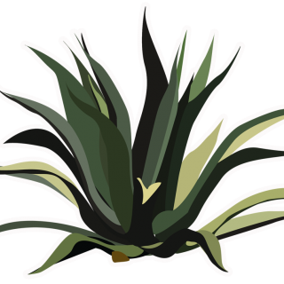 maguey | Las Ficheras